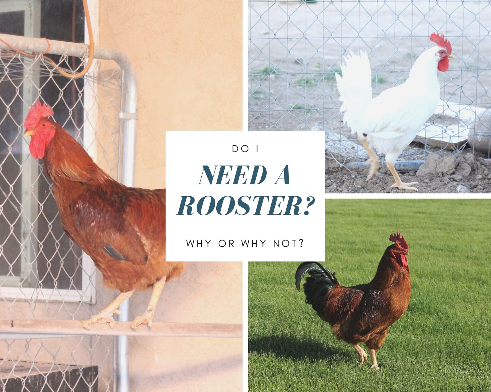 do-you-need-a-rooster-for-chickens-to-lay-eggs