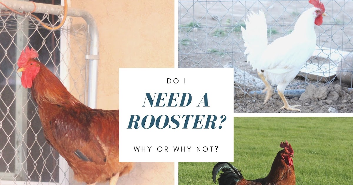 Do you need a rooster for chickens to lay eggs?