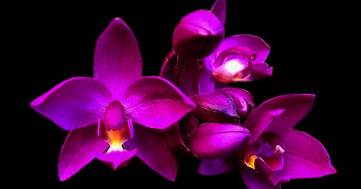 Orquídeas no Apê: Orquídea Grapete - Spathoglottis unguiculata