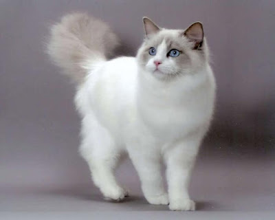 Pretty Ragdoll Cat