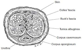 Testicular Cancer anatomy