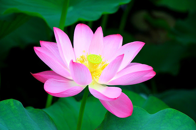 7_lotus_flower_most_beautiful_flowers_in_the_world_2017_2018