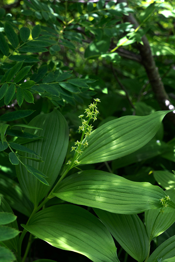 ブログ 日本の固有植物 ヒロハユキザサ(Hirohayukizasa)日本固有種
