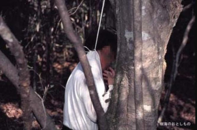 الحيوانات والنباتات الموجودة في الغابة الحيوانات والنباتات الموجودة في الغابة