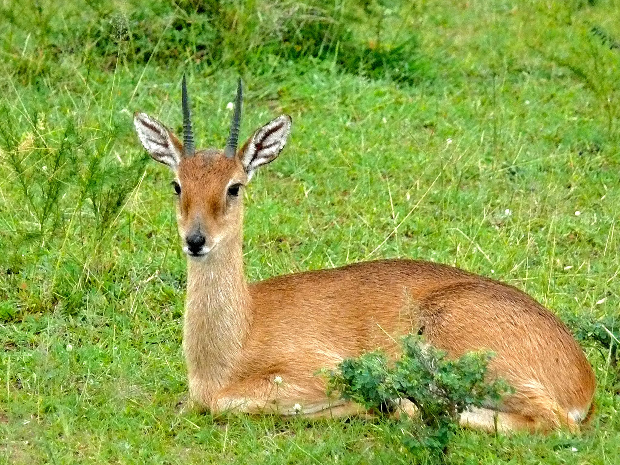 oribi BilginCin