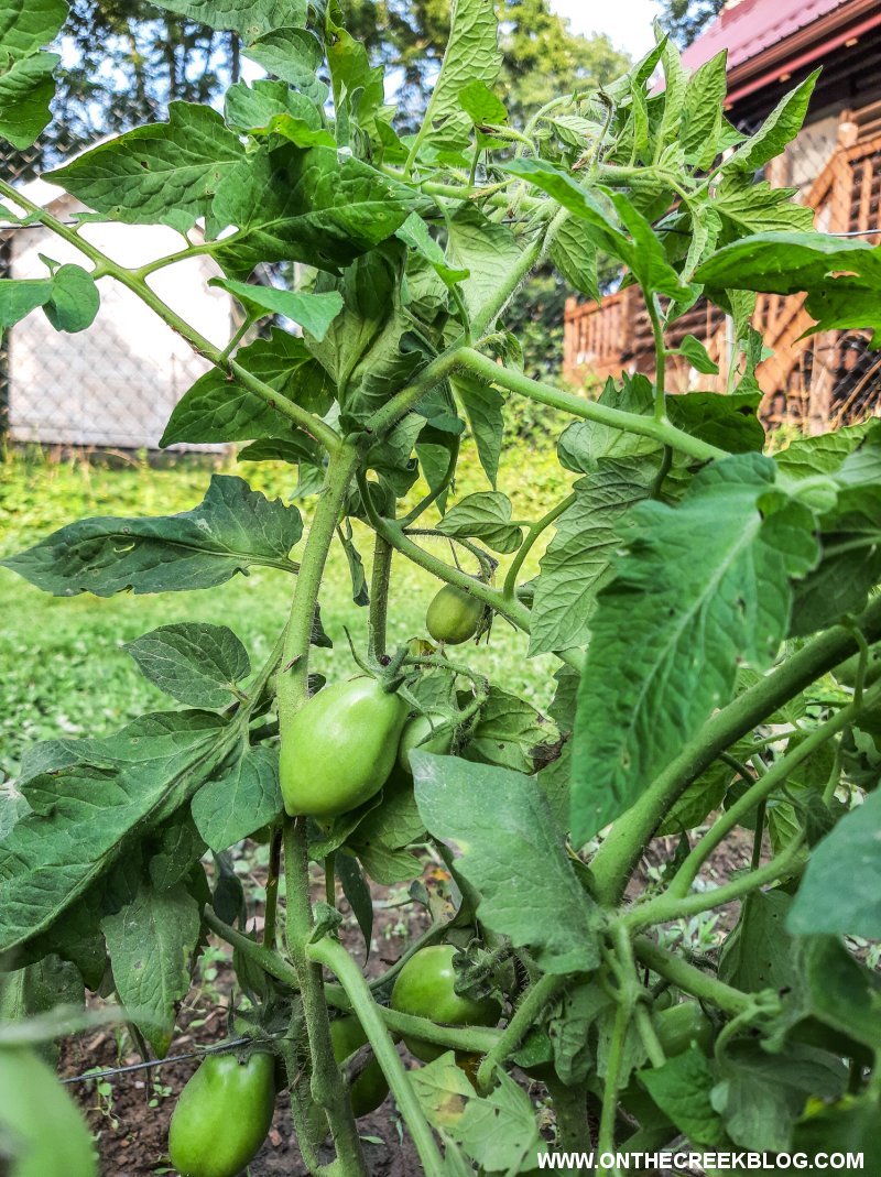 Determinate & Indeterminate Tomatoes | On The Creek Blog // www.onthecreekblog.com