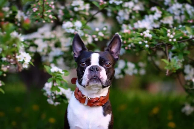Boston Terrier - Very Strong and Resistant Dog