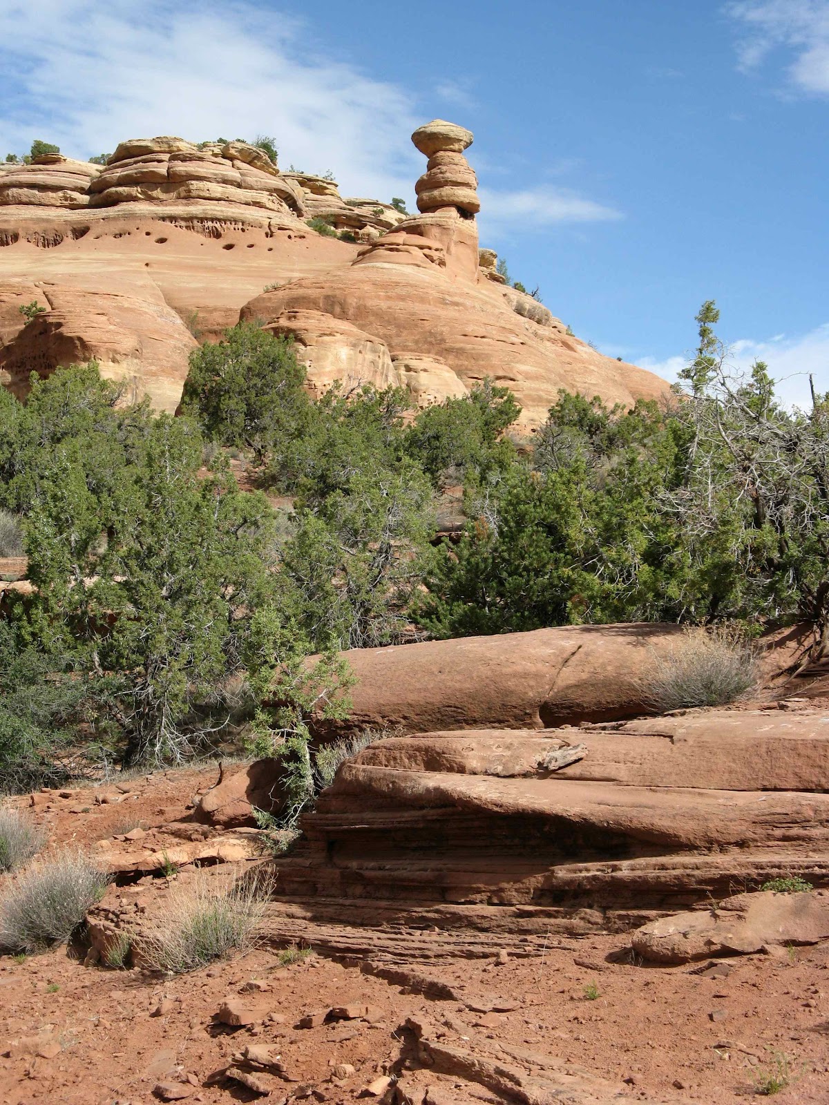 In the Company of Plants and Rocks High Desert Trees