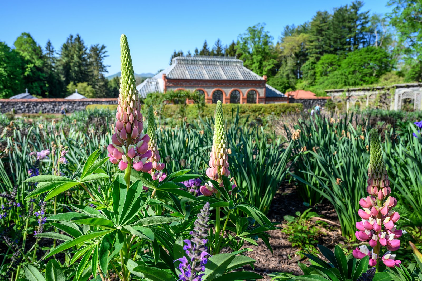 Bubba's Garage Photos from Biltmore Blooms