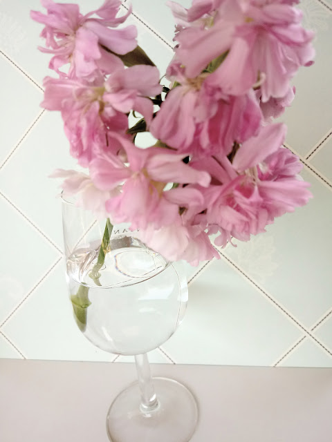 Flor del jabón o hierba jabonera en copa de cristal para decorar
