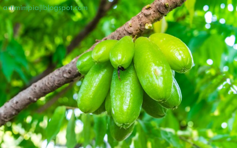 22 Arti Mimpi Tentang Buah Belimbing Sayur Menurut Primbon Jawa Dan Islam Arti Mimpi 22 Arti Mimpi Tentang Buah Belimbing Sayur Menurut Primbon Jawa Dan Islam Arti Mimpi