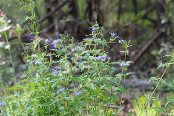 Rock-Oak-Deer: Wildflower Wednesday November 2013: Will the real Boneset...