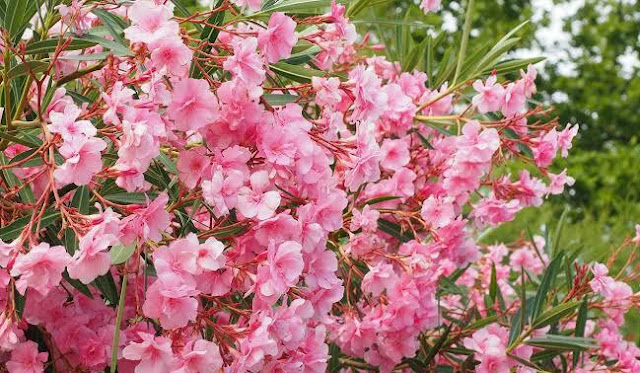 زهرة العطر القاتل زهرة العطر القاتل