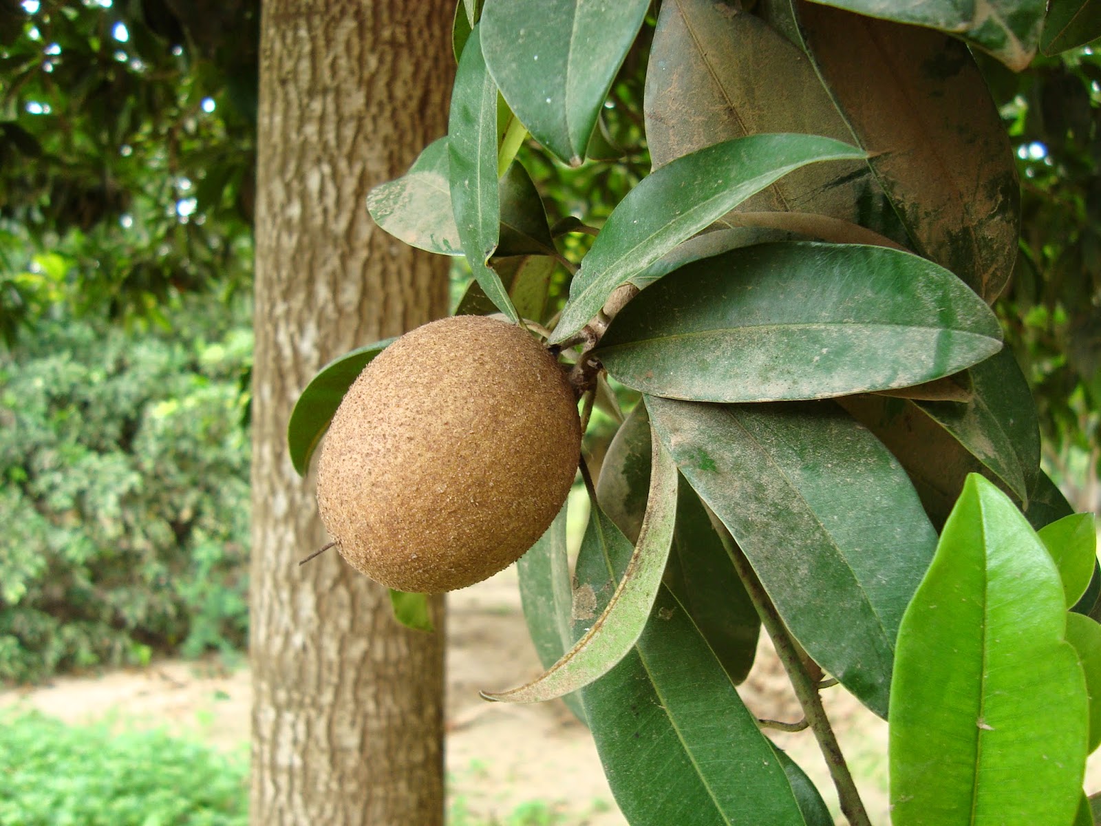 Soil & State Chocolate pudding fruit, plant stimulants and a pepper