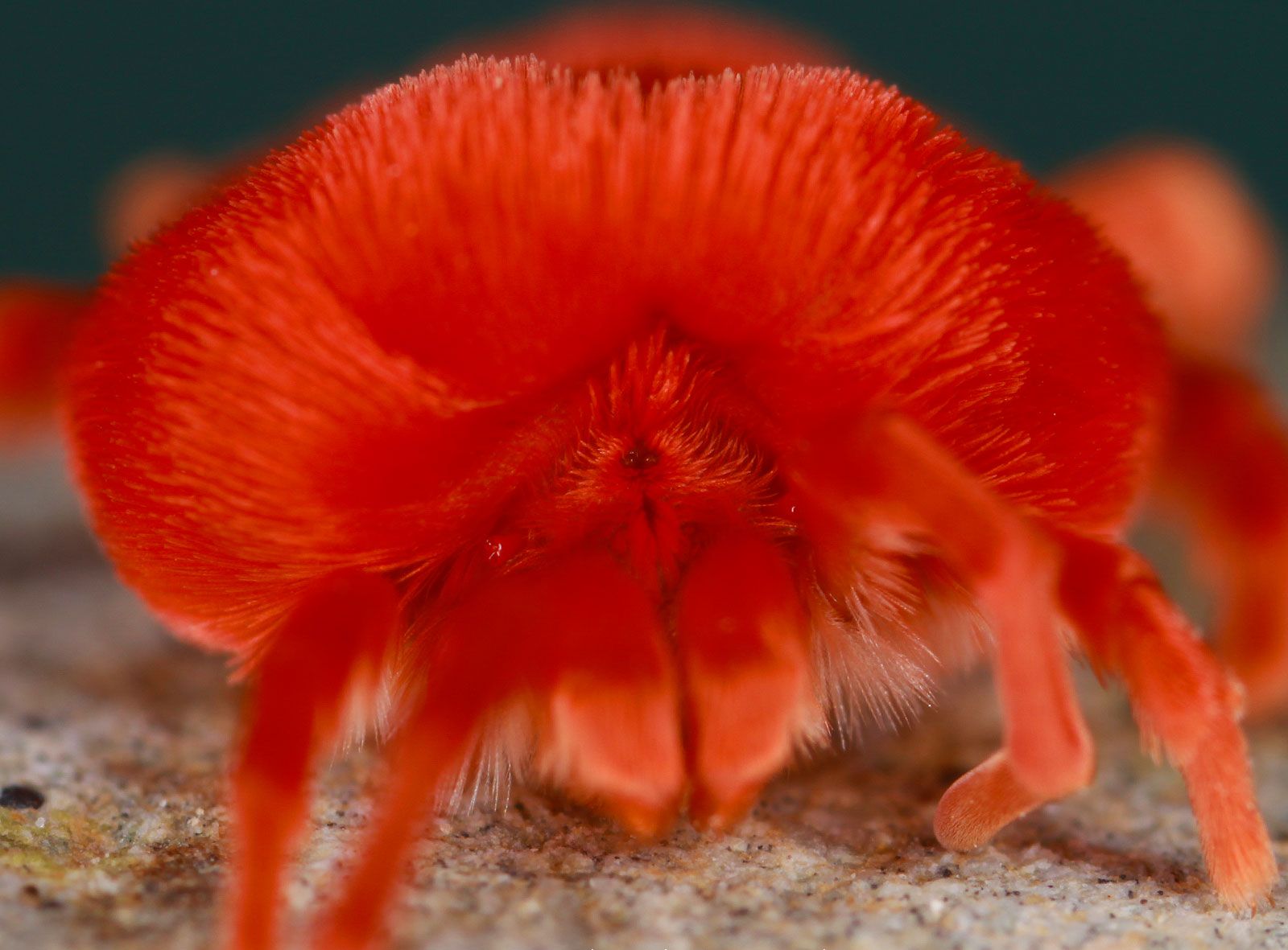 Raghu's column!: Missing the annual rendezvous with Arudra Purugu!