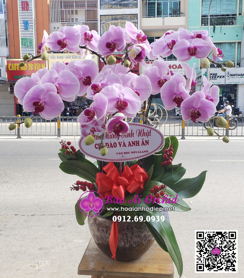 chậu hoa lan hồng 6 cành đẹp biếu tết 