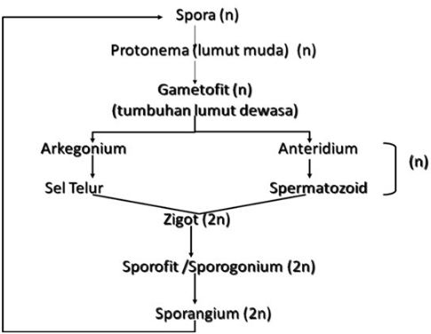 Berikut Ini Tahapan Metagenesis Lumut Blog Pak Pandani