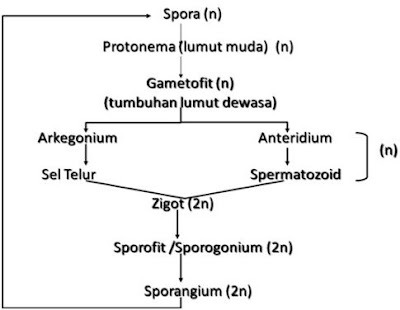 Berikut ini tahapan metagenesis lumut: | Pak Pandani | Belajar dan Berbagi