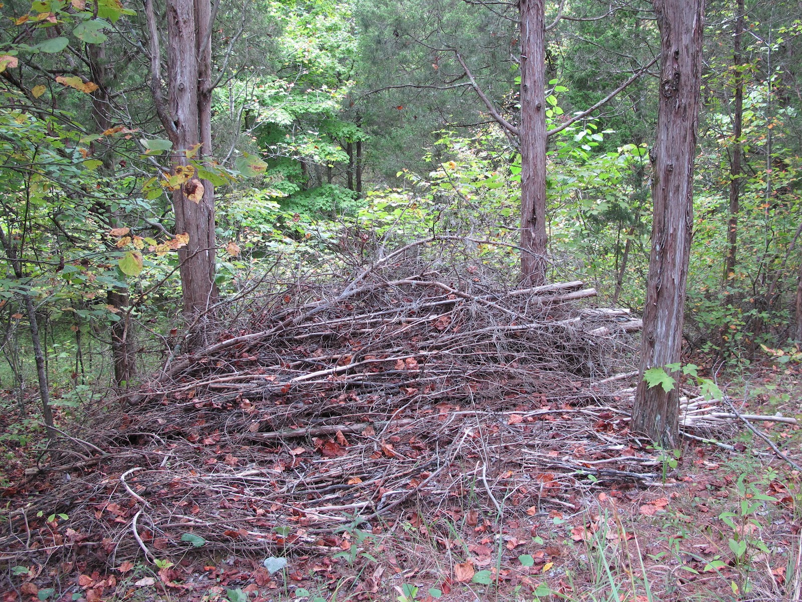 Blue Jay Barrens Steep Hill Clearing Site