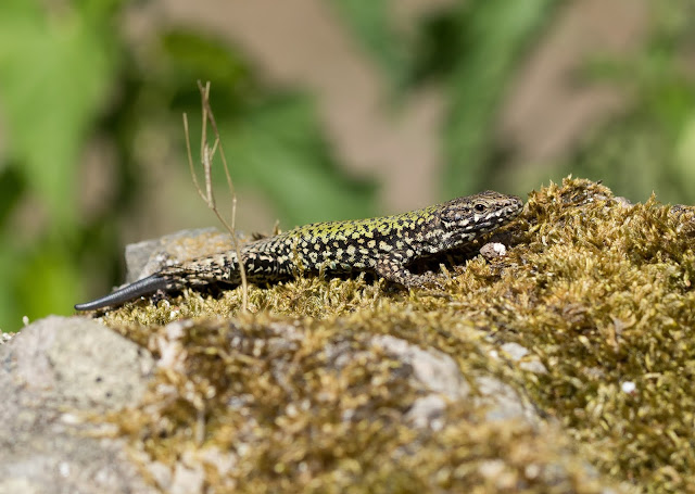 Wall Lizard - Ventnor Botanic Garden Wall Lizard - Ventnor Botanic Garden