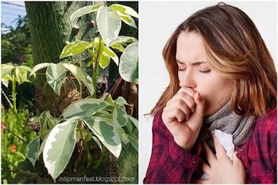  pada postingan sebelumnya kami pernah membahas mengenai  Manfaat Daun Randu Untuk Obat Batuk dan Cara Mengolahnya