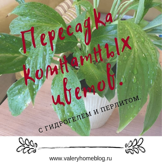 Гидрогель или вермикулит что лучше. Смотреть фото Гидрогель или вермикулит что лучше. Смотреть картинку Гидрогель или вермикулит что лучше. Картинка про Гидрогель или вермикулит что лучше. Фото Гидрогель или вермикулит что лучше Гидрогель или вермикулит что лучше. Смотреть фото Гидрогель или вермикулит что лучше. Смотреть картинку Гидрогель или вермикулит что лучше. Картинка про Гидрогель или вермикулит что лучше. Фото Гидрогель или вермикулит что лучше