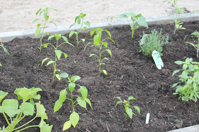 Early stages of a garden