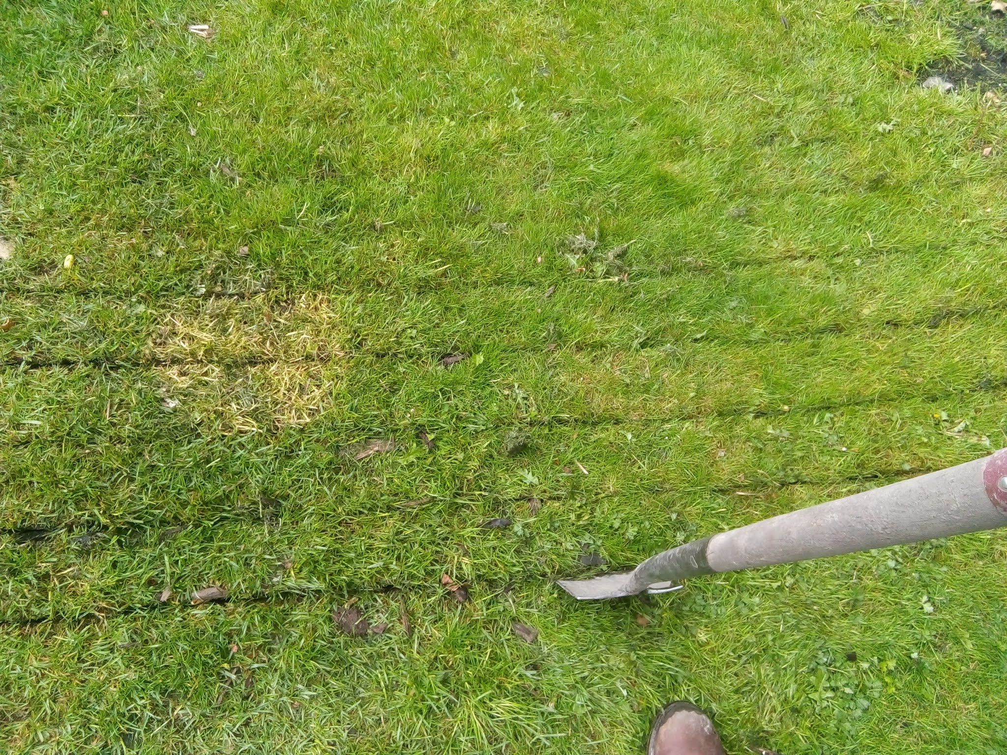 Rachel the Gardener How to lift turf. The easy way.