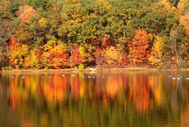 Plants Amaze Me: Fall color at Pickerel Lake Park and Luton Park