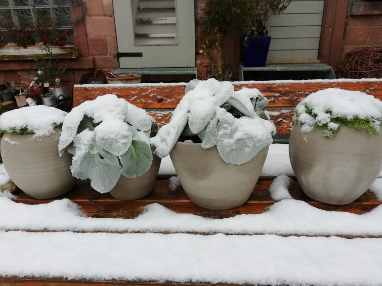Winter im Garten Schnee auf Blumentöpfen