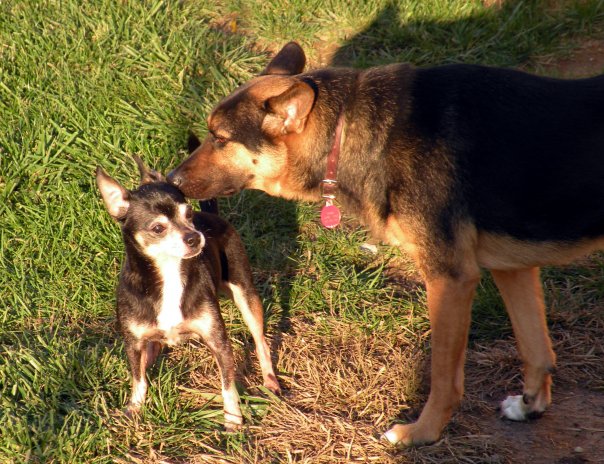 German-Shepherd-sniffing-Chihuahua