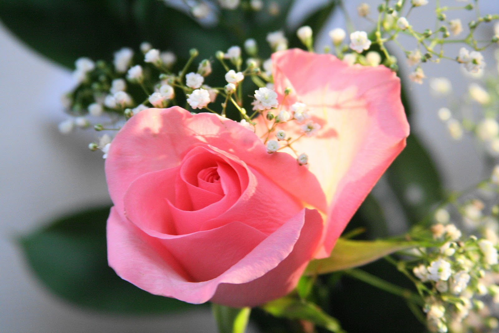 For the love of white Flowers and the Power of Love