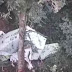 Pesawat Rimbun Air Papua Ditemukan, Bagian Cockpit Hancur