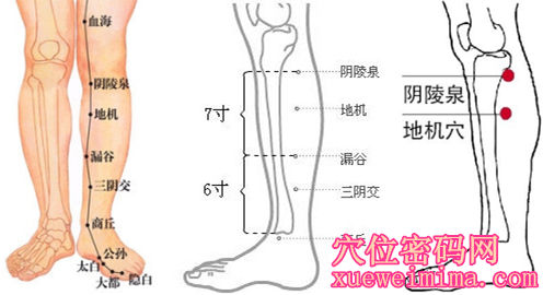 地機穴位 | 地機穴痛位置 - 穴道按摩經絡圖解 | Source:xueweitu.iiyun.com