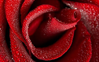 red rose wallpaper