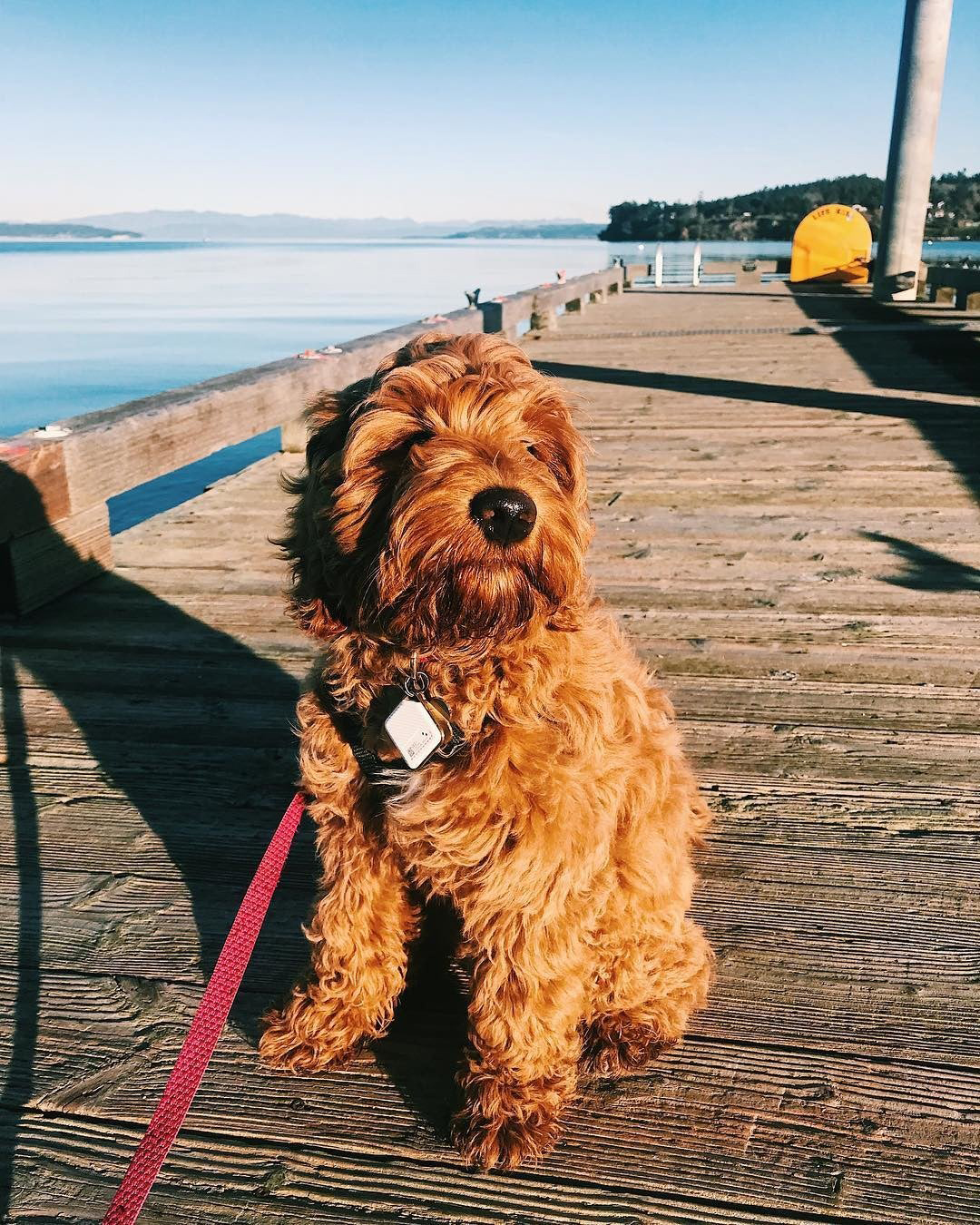 Tile launches affordable Pet Tracker options Australian Dog Lover