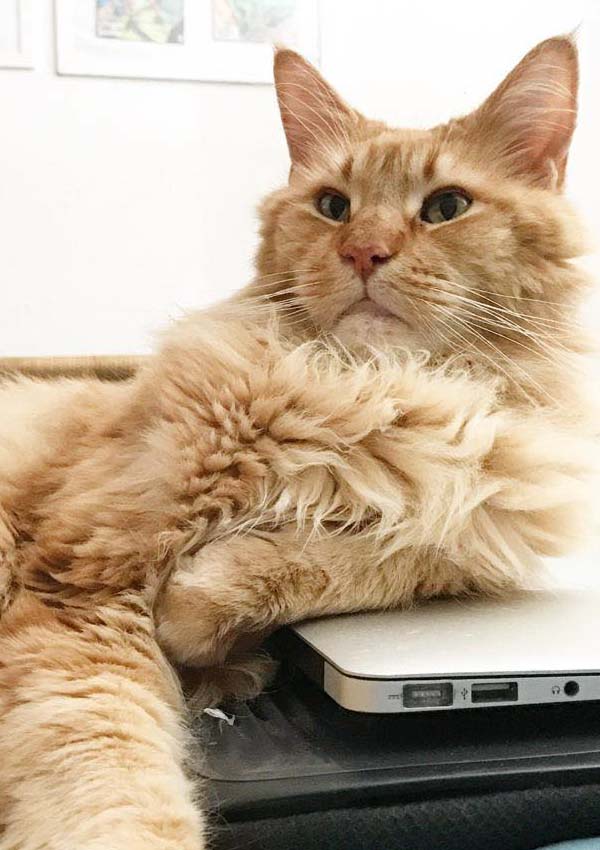 Top Three Pest Control Tips Mirage