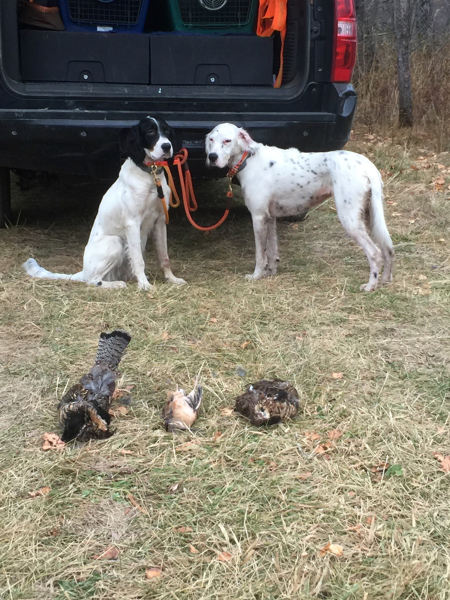 Minnesota ruffed grouse preview 'Average' season in