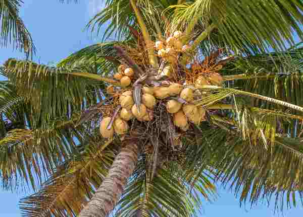 About coconut tree in English | Nariyal | uses of coconut tree