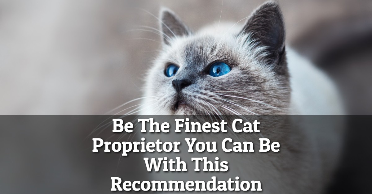 Be The Finest Cat Proprietor You Can Be With This Recommendation