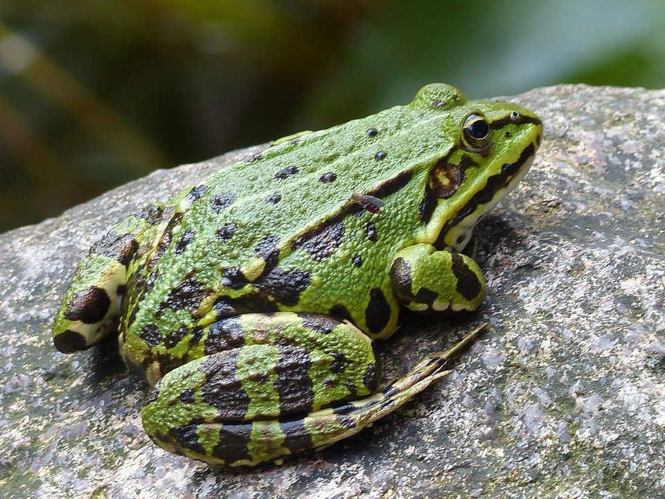 Organ peredaran darah pada hewan katak adalah