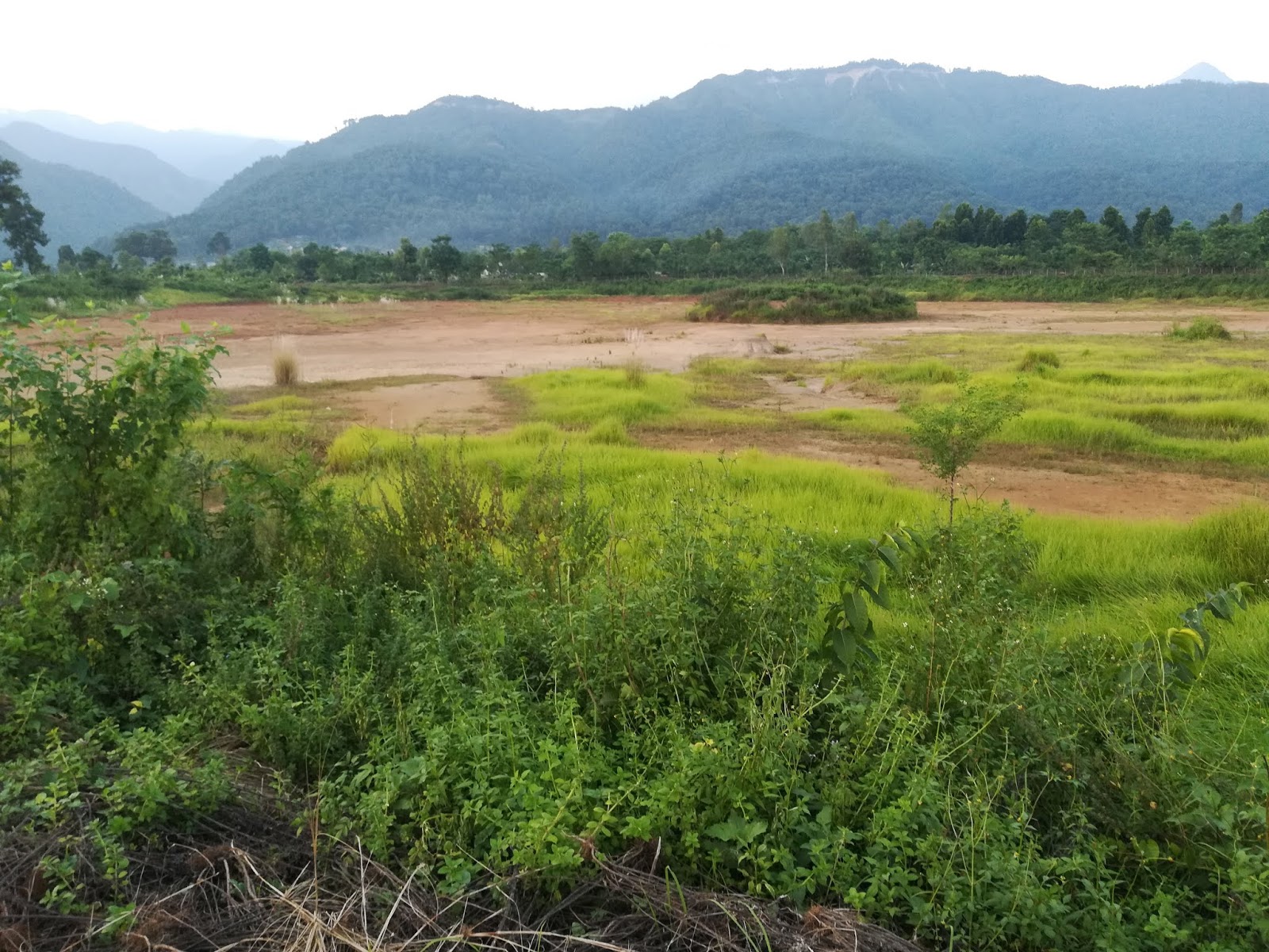 Methods for Tree Improvement and its Application Blogger Nepal