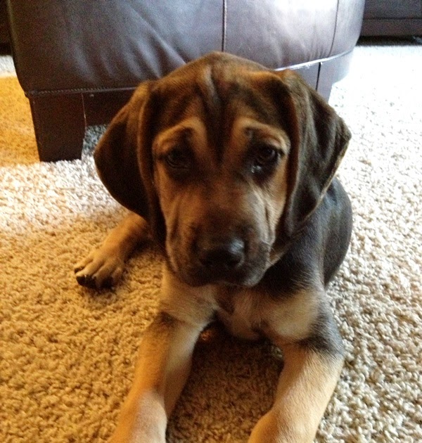 Bloodhound boxer mix Temperament, Size, Adoption, Lifespan, Price
