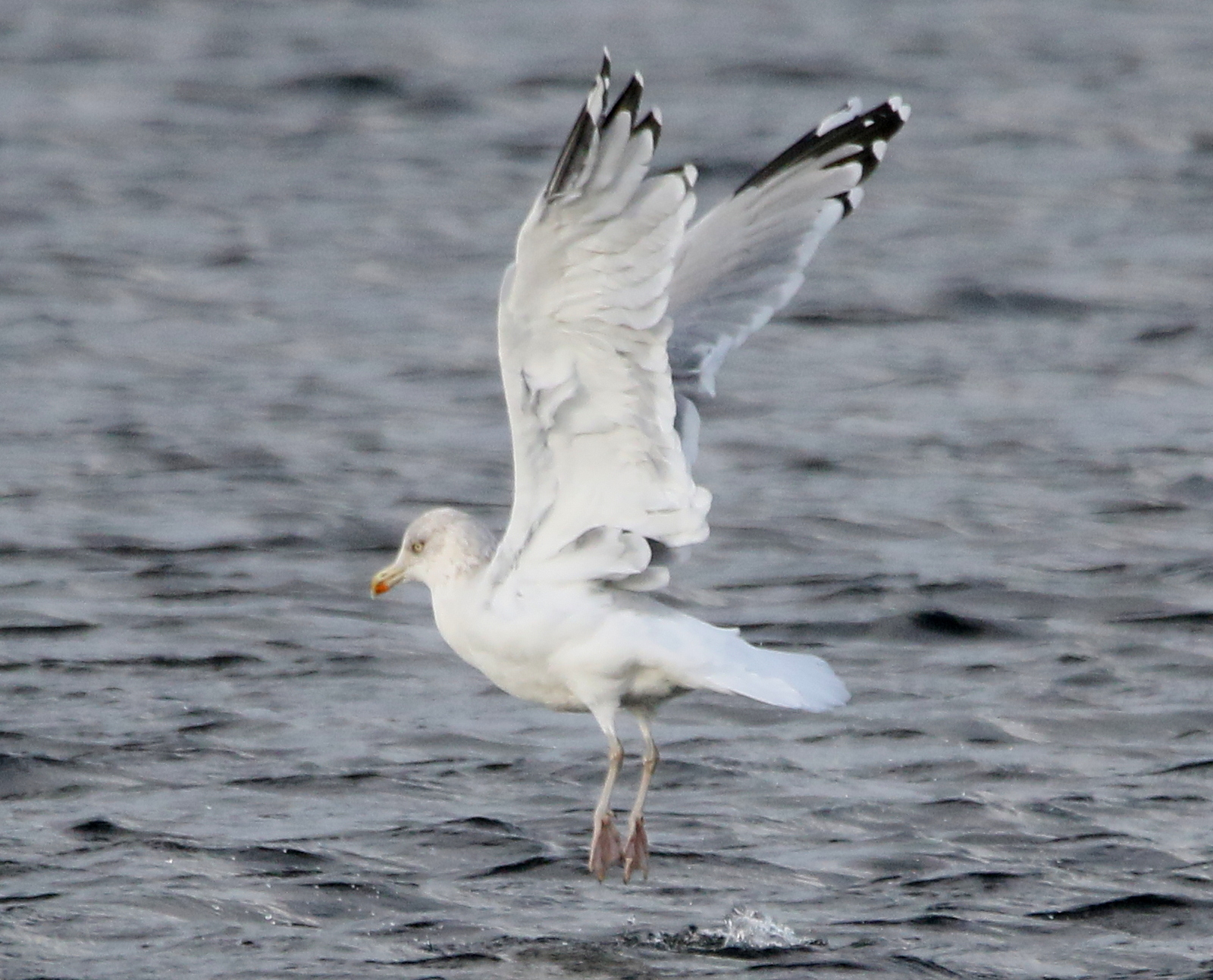 WEST YORKSHIRE BIRDING Yet another Yellow Legged Herring gull