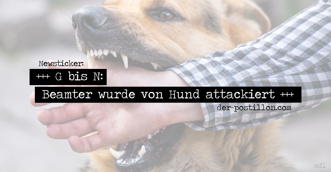 Ein Whippet Namens Lucky Urlaubstraum Fur Mensch Und Hund