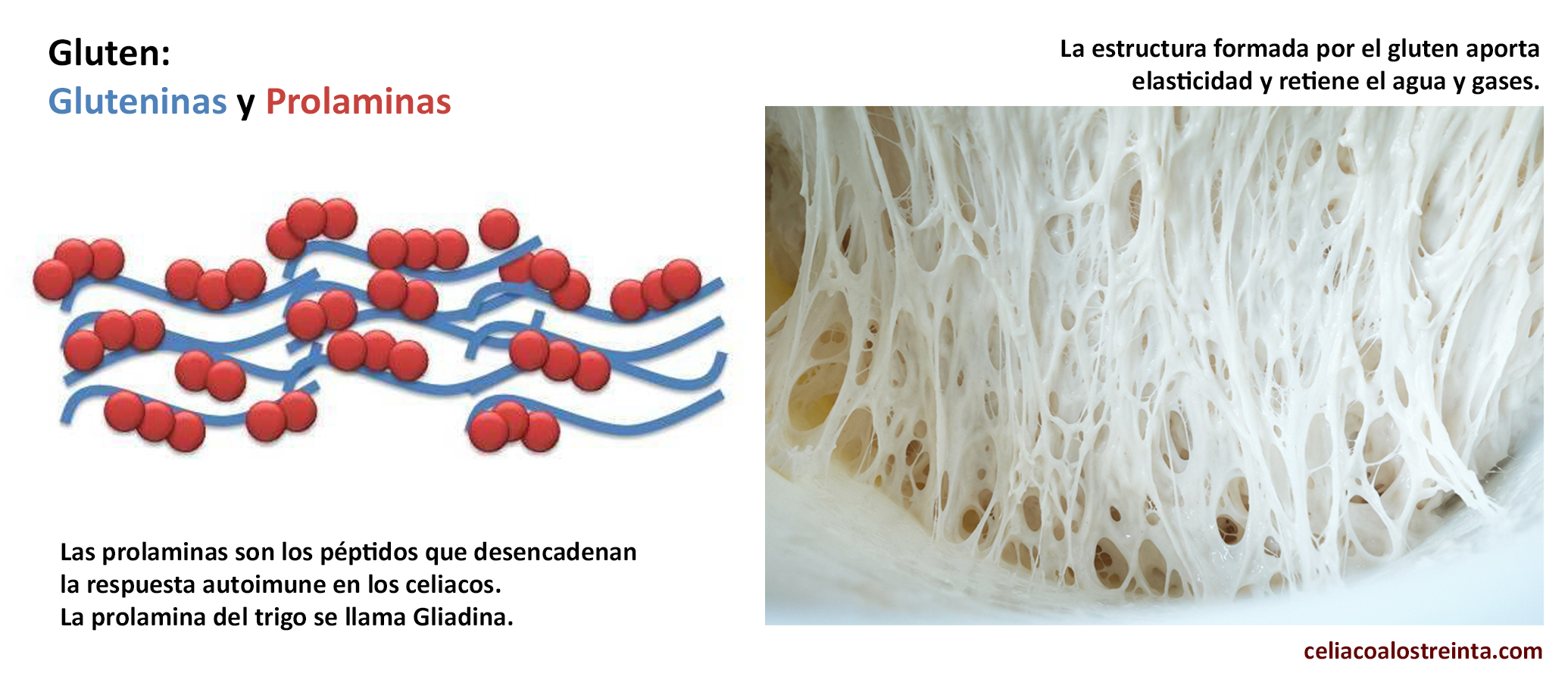 El Gluten. ¿Qué es? ¿Para qué se utiliza?