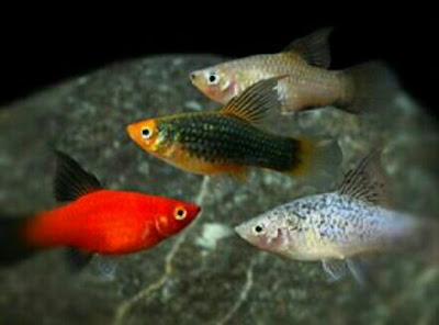 ikan platy