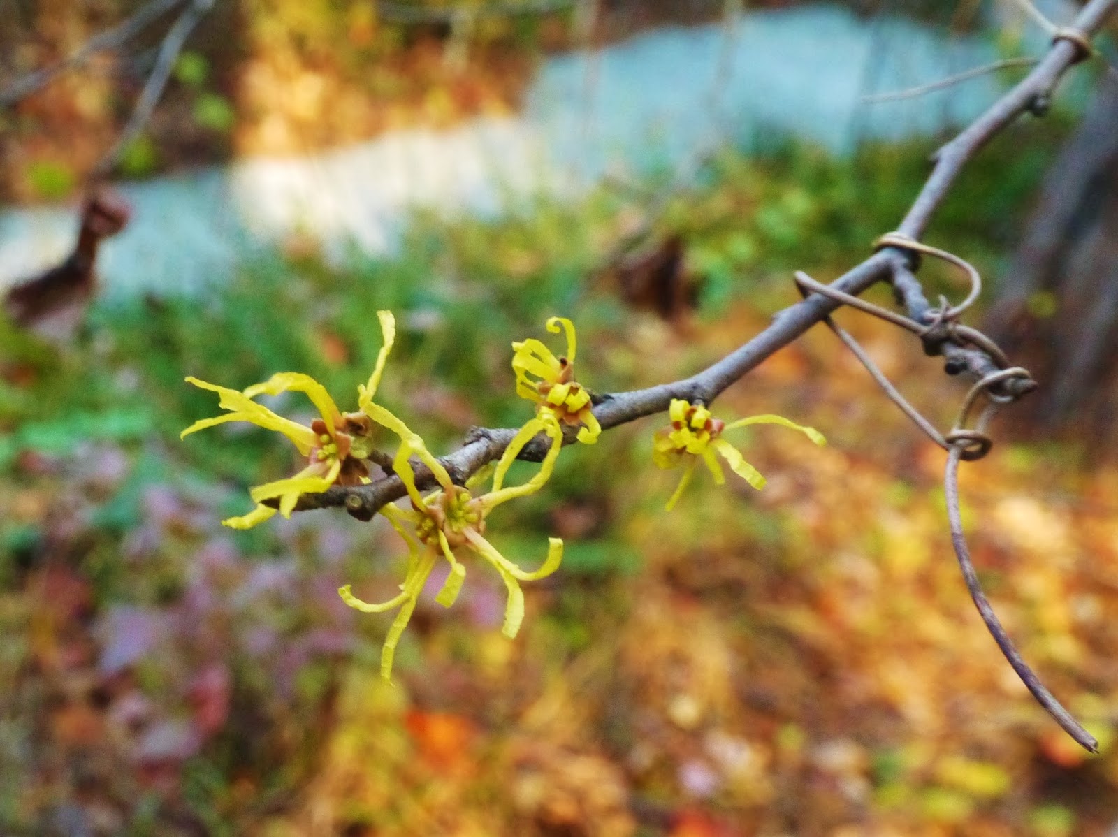 gardensduke November Blooms American Witchhazel