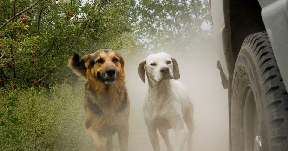 The Dog that Caught The Car