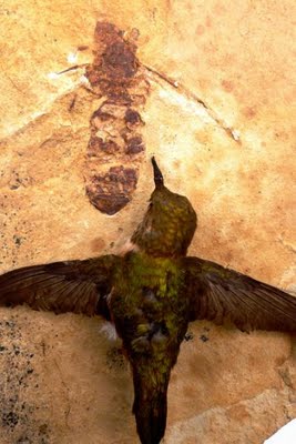 Un Fossile Di Una Formica Gigante Titanomyrma Lubei Ci Fornisce Indizi Sul Clima Della Preistoria Il Mondo Delle Formiche Vendita E Allevamento Formiche Online